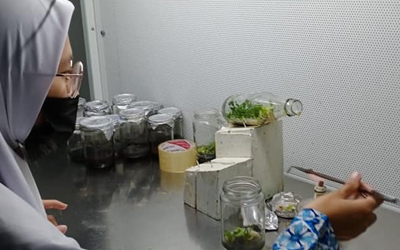 PKL Siswa ATPH di BBI Lubuk Minturun Padang